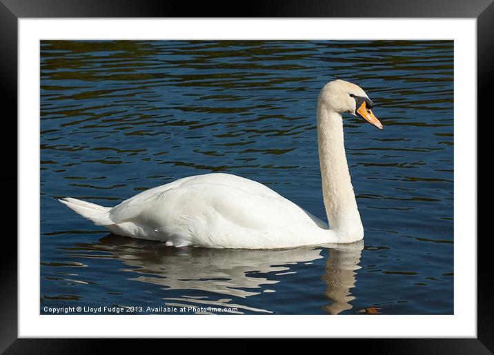 large swan on water Framed Mounted Print by Lloyd Fudge