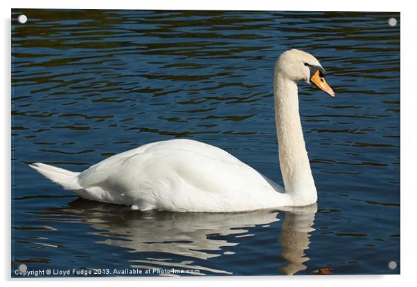 large swan on water Acrylic by Lloyd Fudge
