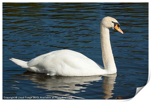 large swan on water Print by Lloyd Fudge