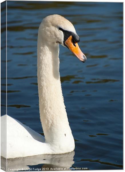adult swan on the water Canvas Print by Lloyd Fudge