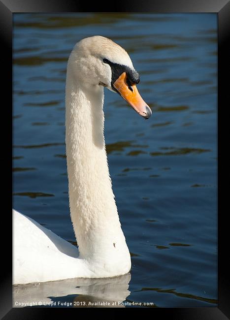 adult swan on the water Framed Print by Lloyd Fudge