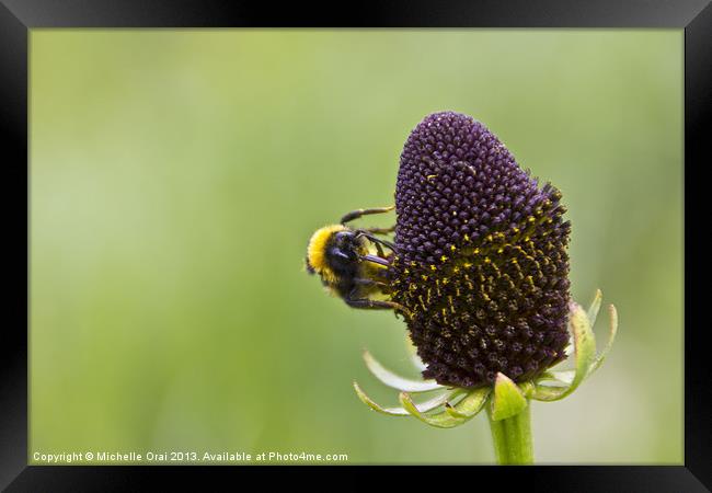 Bumble bee Framed Print by Michelle Orai