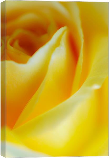 Yellow Rose Canvas Print by Jan Venter