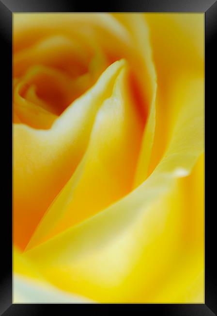 Yellow Rose Framed Print by Jan Venter