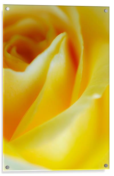 Yellow Rose Acrylic by Jan Venter