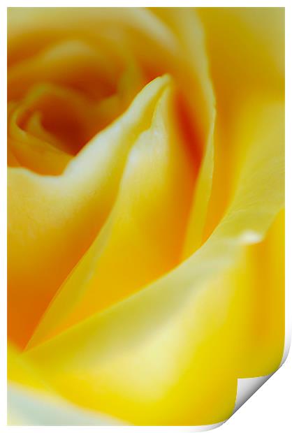 Yellow Rose Print by Jan Venter