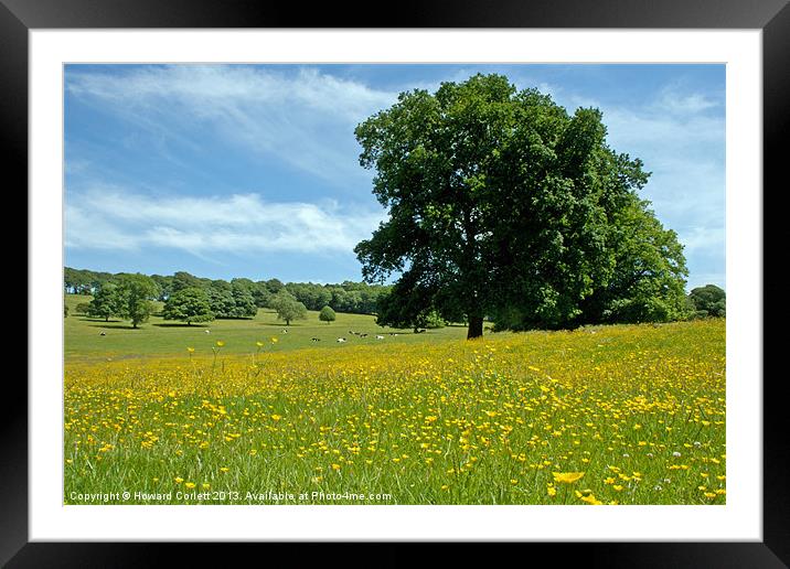 Buttercup meadow Framed Mounted Print by Howard Corlett