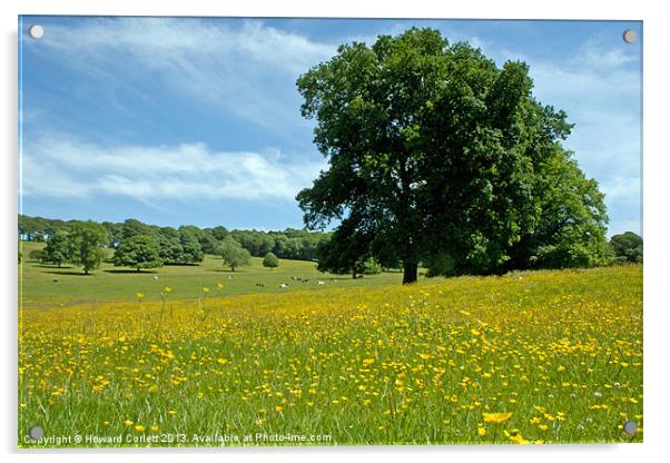 Buttercup meadow Acrylic by Howard Corlett