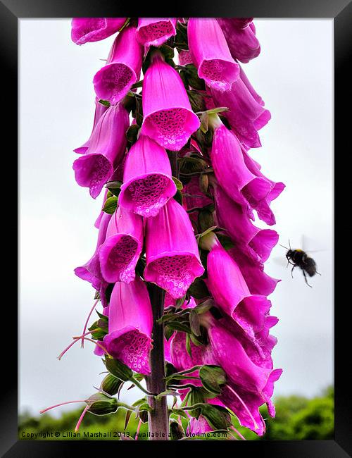 Foxglove Framed Print by Lilian Marshall