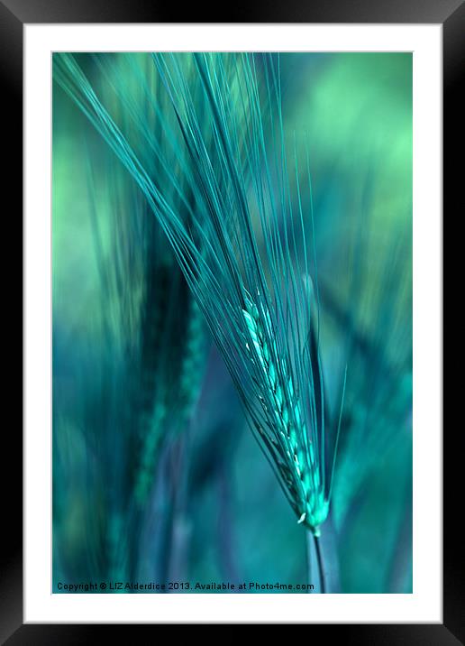 Barley in Blues Framed Mounted Print by LIZ Alderdice