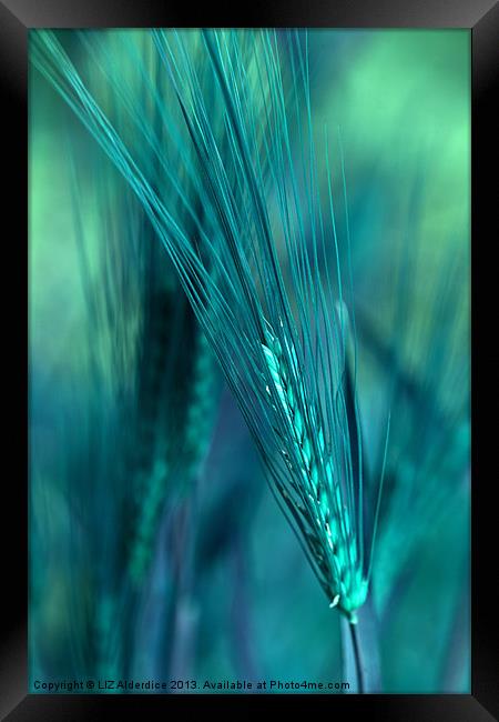 Barley in Blues Framed Print by LIZ Alderdice