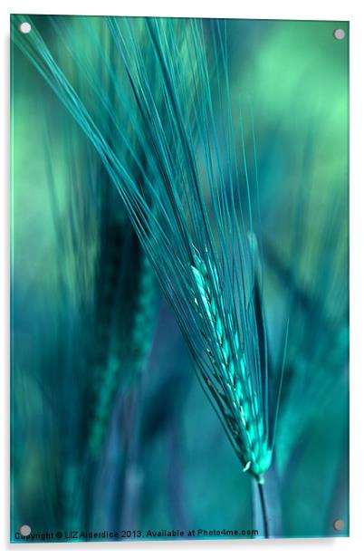 Barley in Blues Acrylic by LIZ Alderdice
