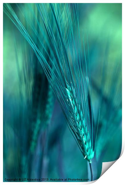 Barley in Blues Print by LIZ Alderdice