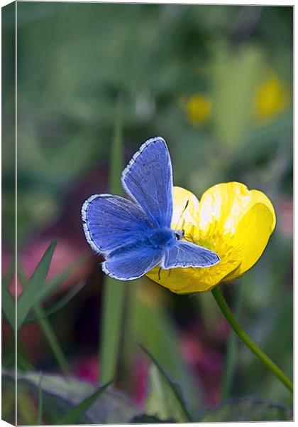 Common Blue Butterfly and Buttercup Canvas Print by Bill Simpson
