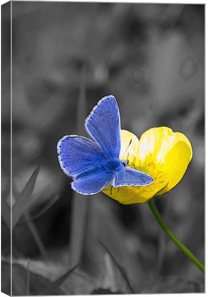 Common Blue Butterfly and Buttercup Canvas Print by Bill Simpson