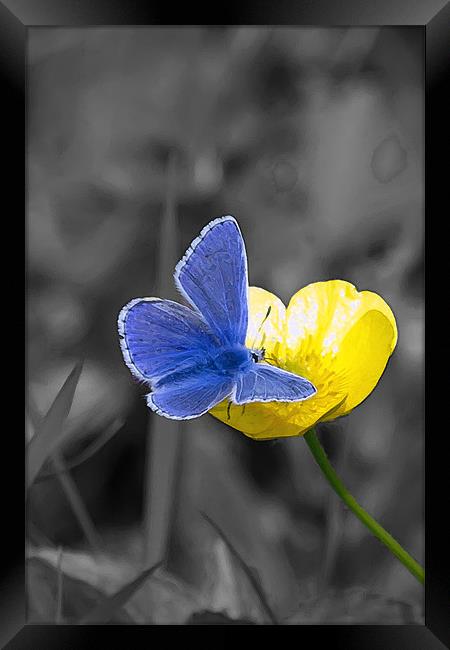 Common Blue Butterfly and Buttercup Framed Print by Bill Simpson