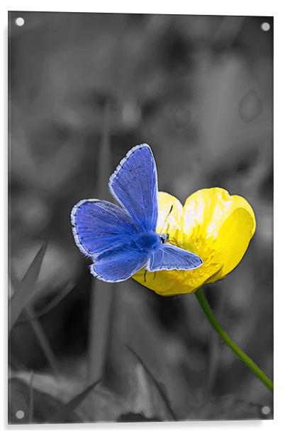 Common Blue Butterfly and Buttercup Acrylic by Bill Simpson