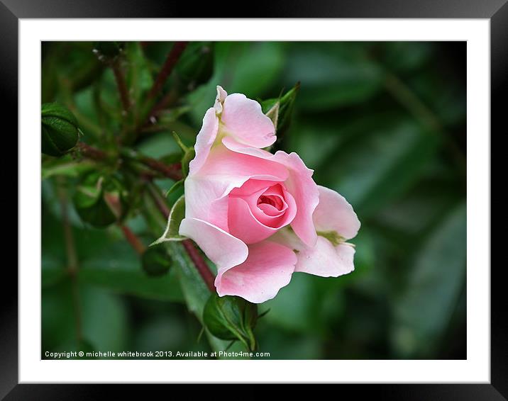 English Rose Framed Mounted Print by michelle whitebrook