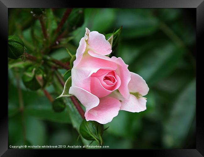 English Rose Framed Print by michelle whitebrook