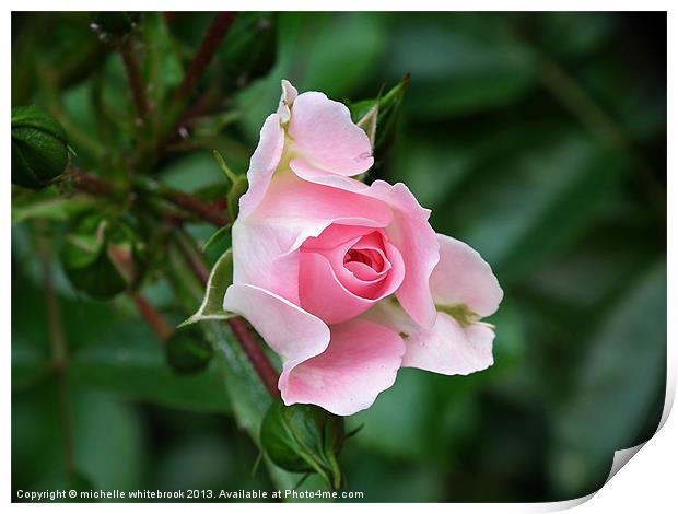 English Rose Print by michelle whitebrook