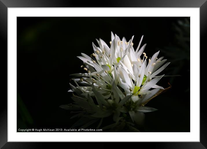 Sunlit white star shaped flowers Framed Mounted Print by Hugh McKean