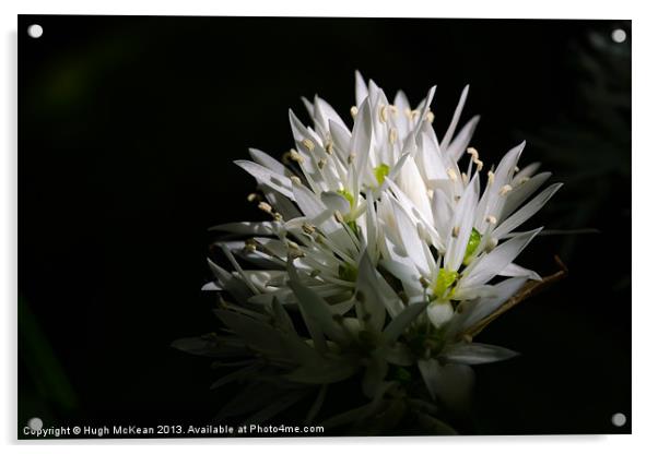 Sunlit white star shaped flowers Acrylic by Hugh McKean