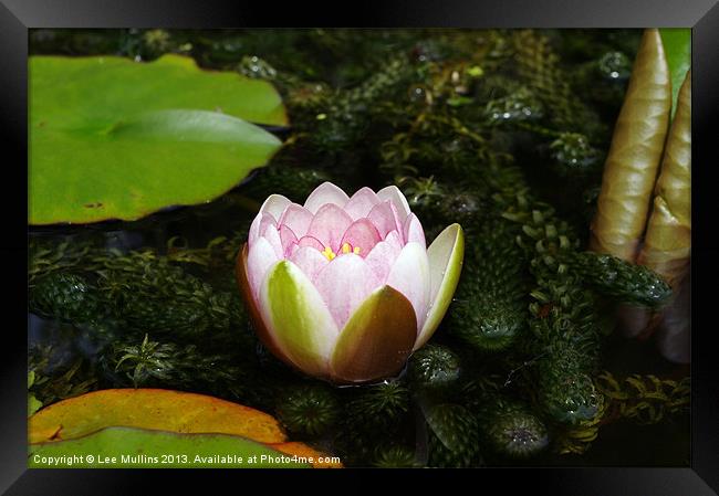 Pink Water Lily Framed Print by Lee Mullins