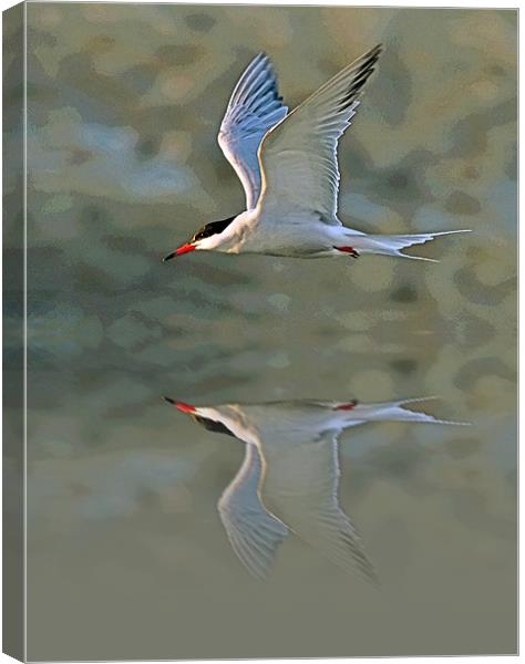 Common Tern Watercolour Texture 3 Canvas Print by Bill Simpson