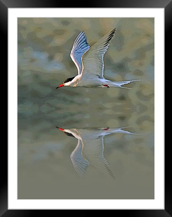 Common Tern Watercolour Texture 3 Framed Mounted Print by Bill Simpson