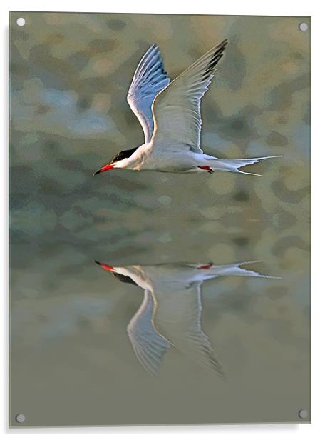 Common Tern Watercolour Texture 3 Acrylic by Bill Simpson