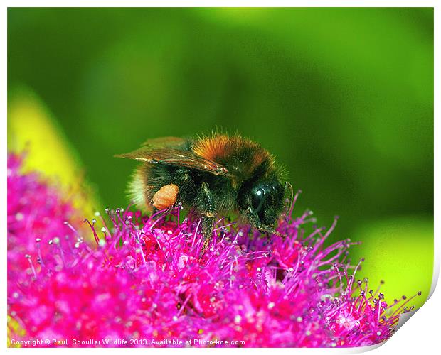 White Tailed Bumble Bee Print by Paul Scoullar