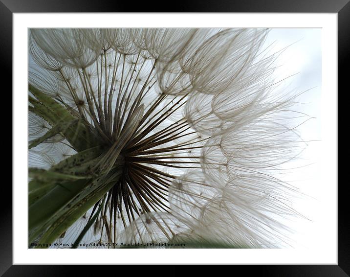 Dandelion to the Sky Framed Mounted Print by Pics by Jody Adams
