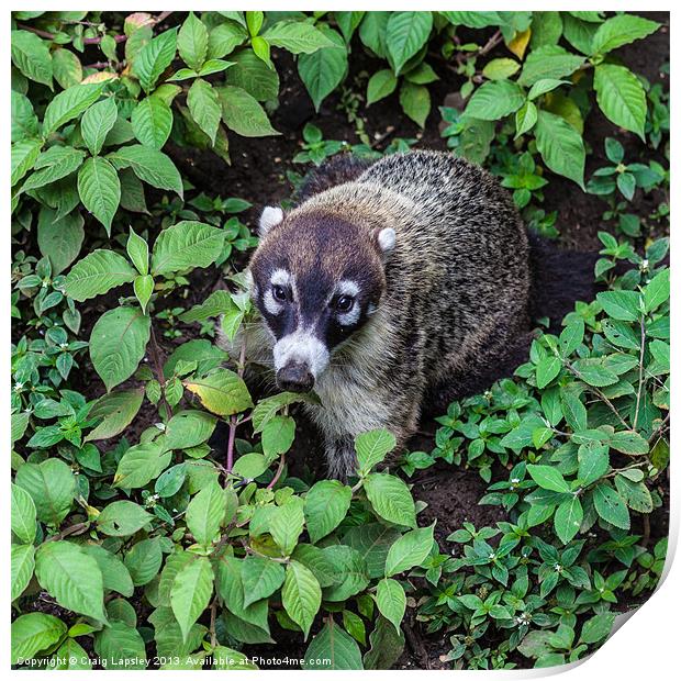 White-nosed coati Print by Craig Lapsley