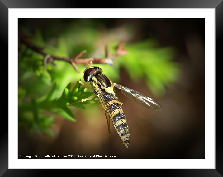 Hover fly 5 Framed Mounted Print by michelle whitebrook