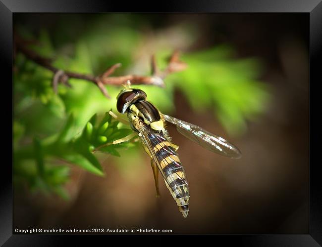 Hover fly 5 Framed Print by michelle whitebrook