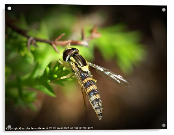 Hover fly 5 Acrylic by michelle whitebrook