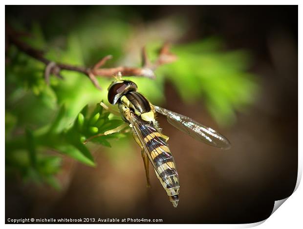 Hover fly 5 Print by michelle whitebrook