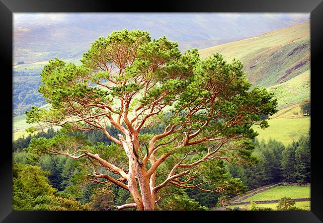 Mountain Pine Tree in Wicklow. Ireland Framed Print by Jenny Rainbow