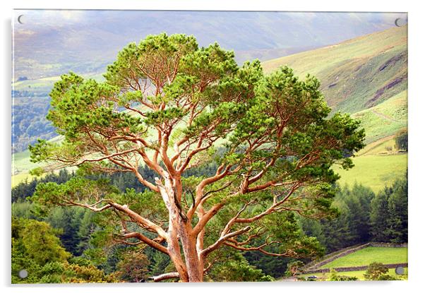 Mountain Pine Tree in Wicklow. Ireland Acrylic by Jenny Rainbow