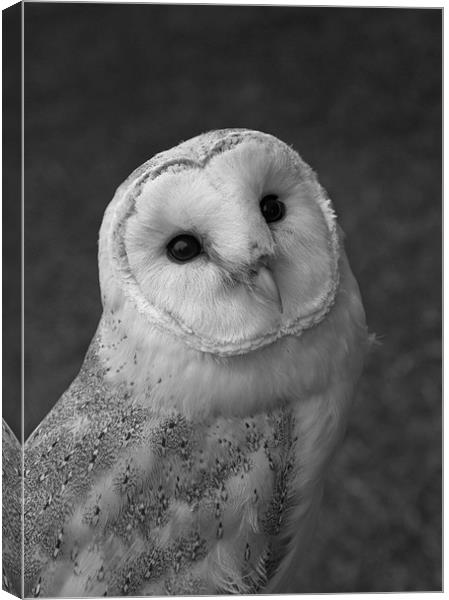Barn Owl Canvas Print by Will Black