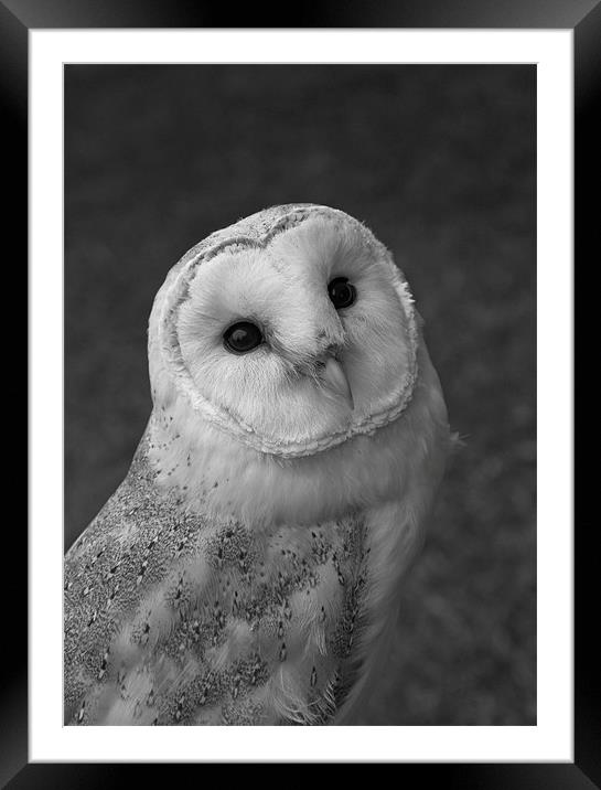 Barn Owl Framed Mounted Print by Will Black