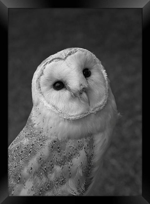 Barn Owl Framed Print by Will Black