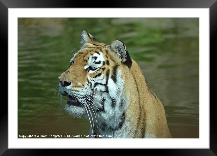Aysha The Tiger Framed Mounted Print by William Kempster
