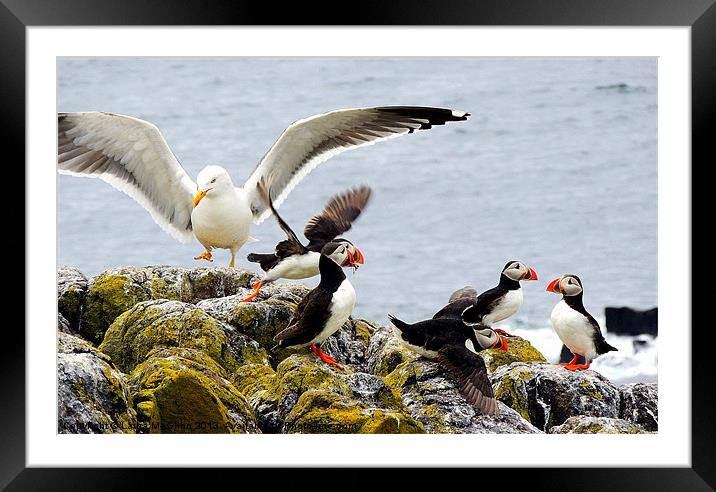 In and Off! Framed Mounted Print by Laura McGlinn Photog