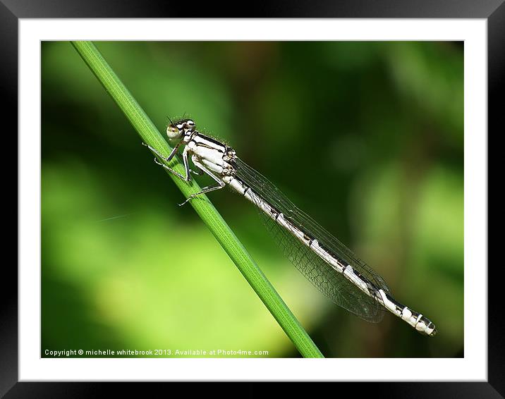 Damselfly Framed Mounted Print by michelle whitebrook