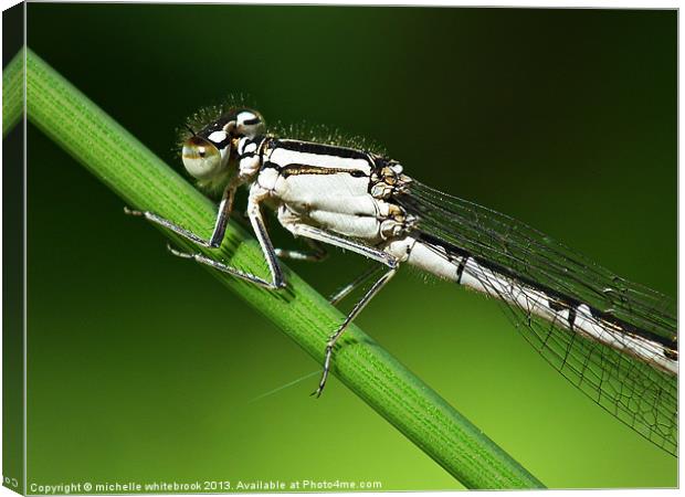 Damselfly up close Canvas Print by michelle whitebrook
