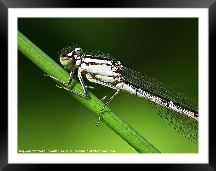 Damselfly up close Framed Mounted Print by michelle whitebrook