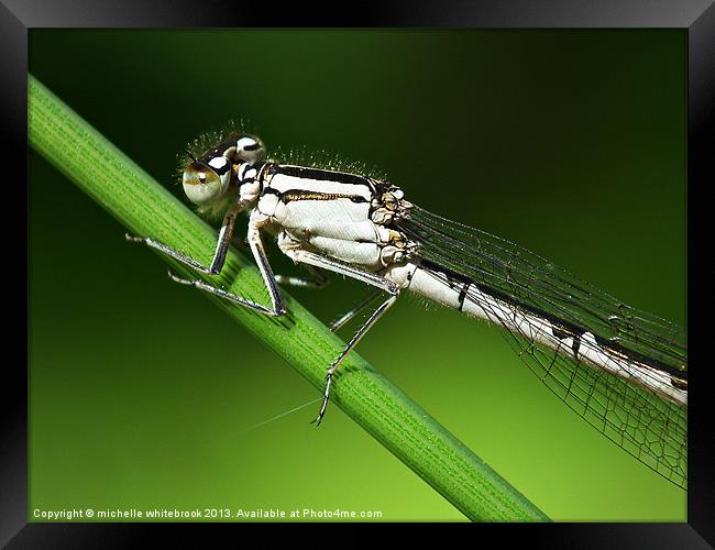 Damselfly up close Framed Print by michelle whitebrook