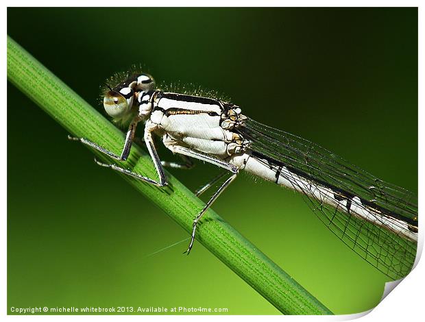 Damselfly up close Print by michelle whitebrook