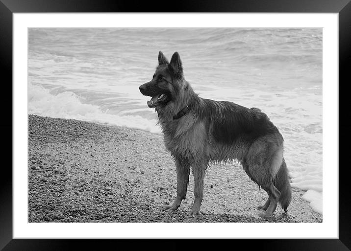 A Dogs Day Out Framed Mounted Print by Gemma Shipley